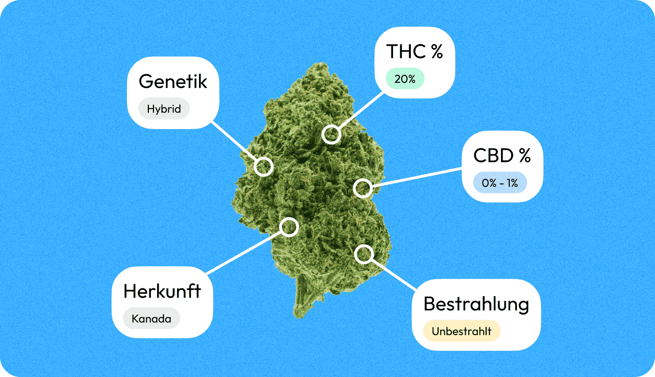 Schaubild Cannabisblüte mit Erklärungen zu Herkunft, genetik, Thc Und CBD Werten